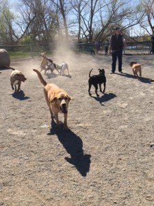 Griffey at dog park