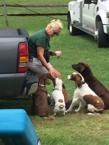 Feeding dogs